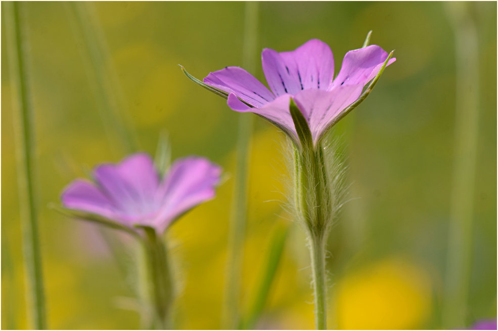 Kornrade (Agrostemma githago)