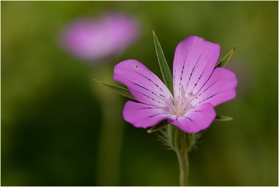 Kornrade (Agrostemma githago)