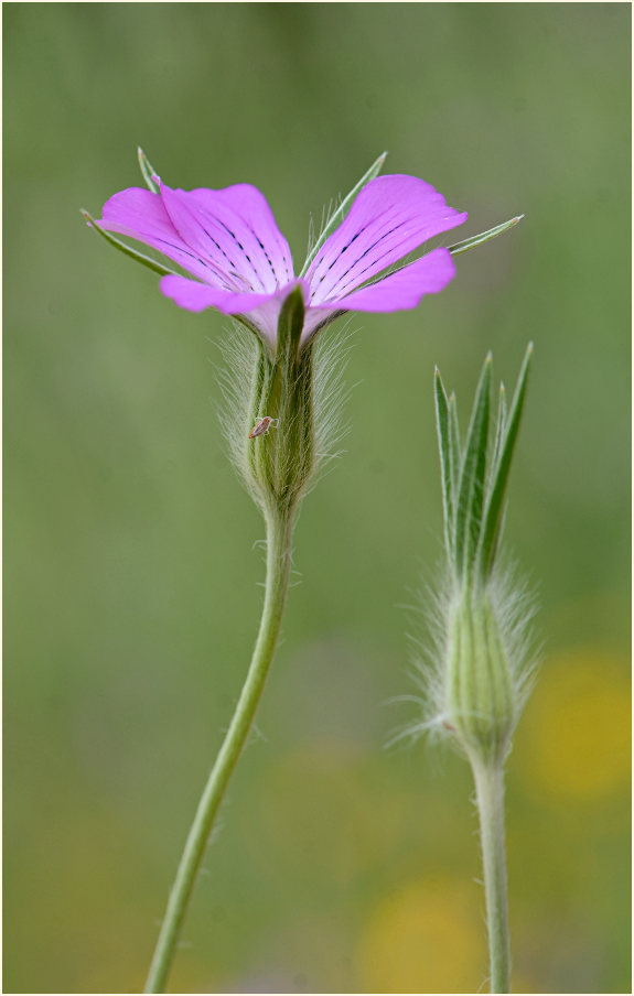 Kornrade (Agrostemma githago)