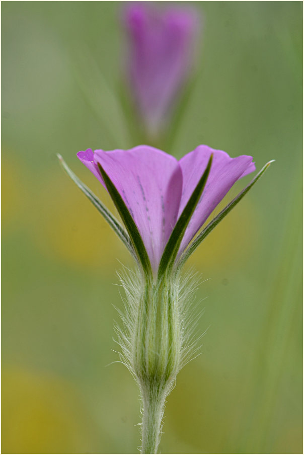 Kornrade (Agrostemma githago)