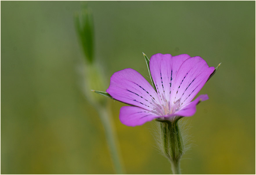 Kornrade (Agrostemma githago)