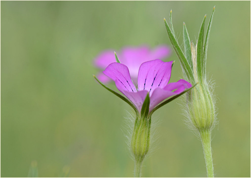 Kornrade (Agrostemma githago)