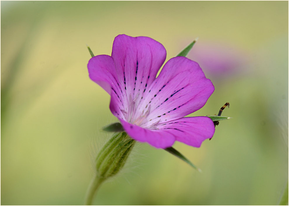 Kornrade (Agrostemma githago)