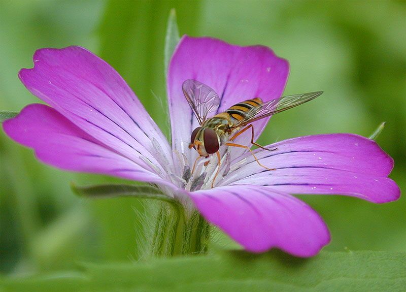 Kornrade (Agrostemma githago)