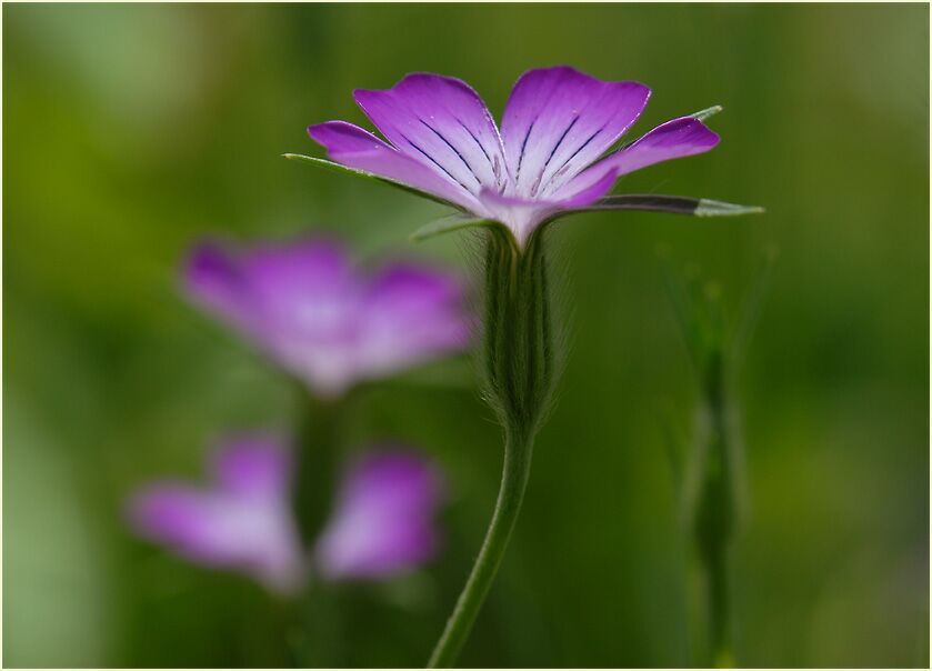 Kornrade (Agrostemma githago)