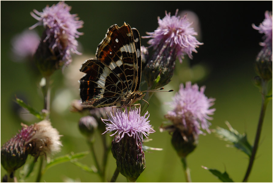 Distel (Cirsium)