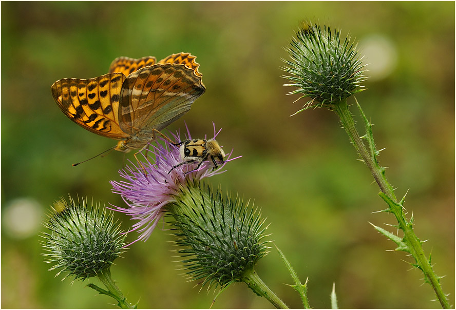 Distel (Cirsium)