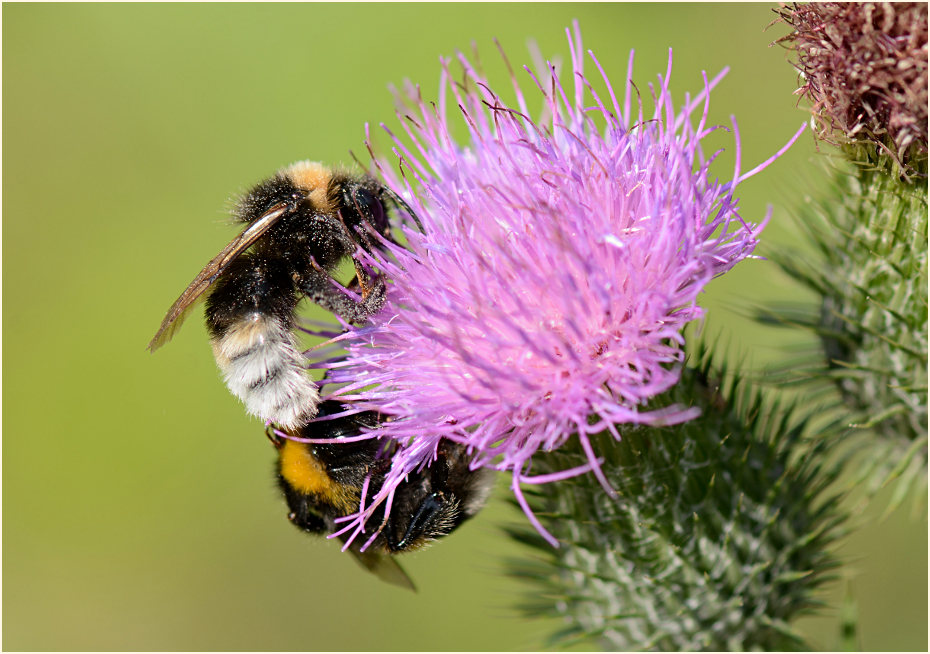 Distel (Cirsium)
