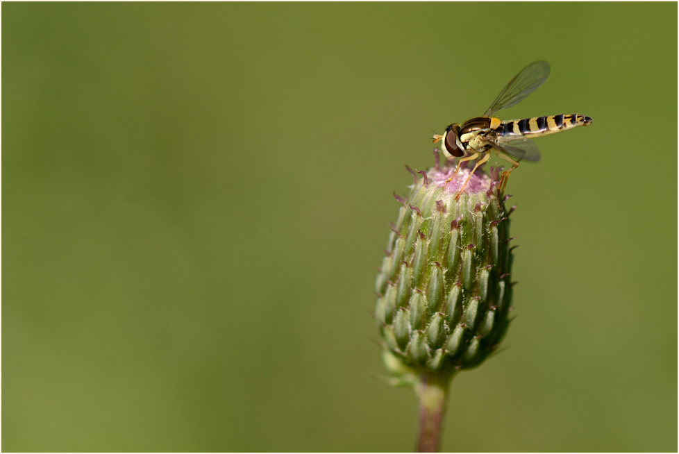 Distel (Cirsium)