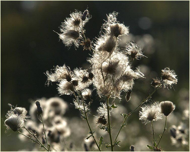 Distel (Cirsium)