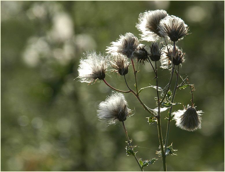 Distel (Cirsium)
