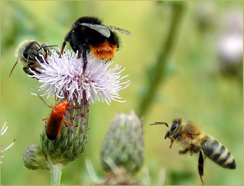 Distel (Cirsium)