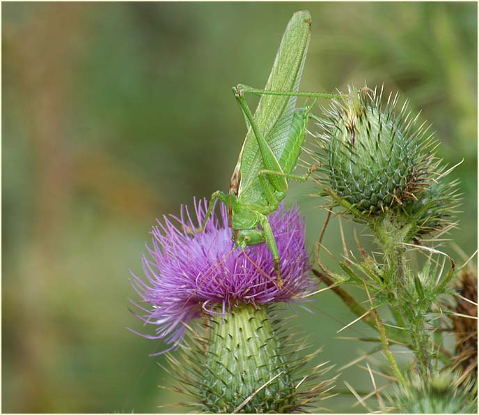 Distel (Cirsium)