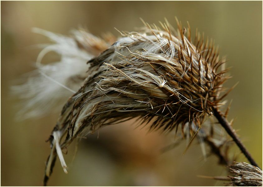 Distel (Cirsium)
