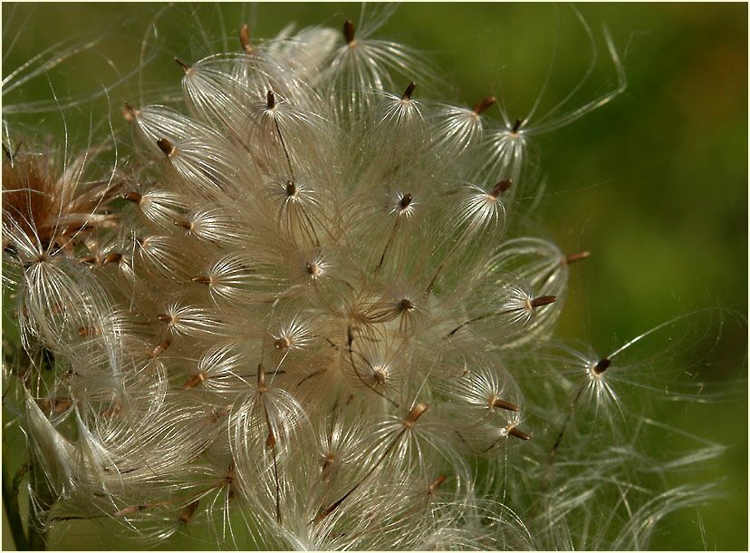 Distel (Cirsium)