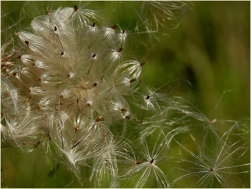 Distel (Cirsium)