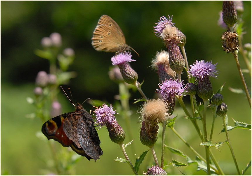 Distel (Cirsium)