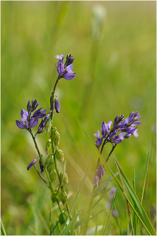 Gewöhnliche Kreuzblume (Polygala vulgaris)