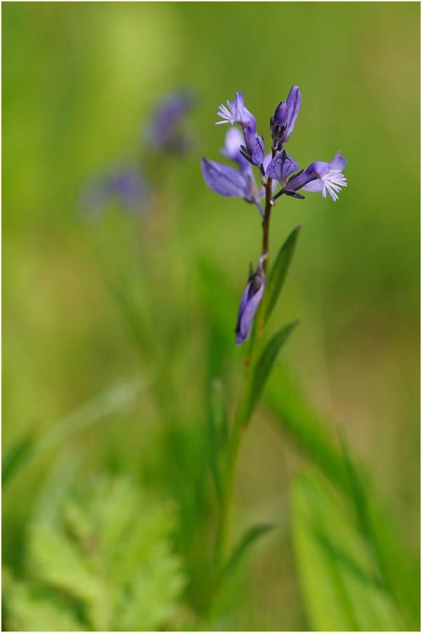 Gewöhnliche Kreuzblume (Polygala vulgaris)