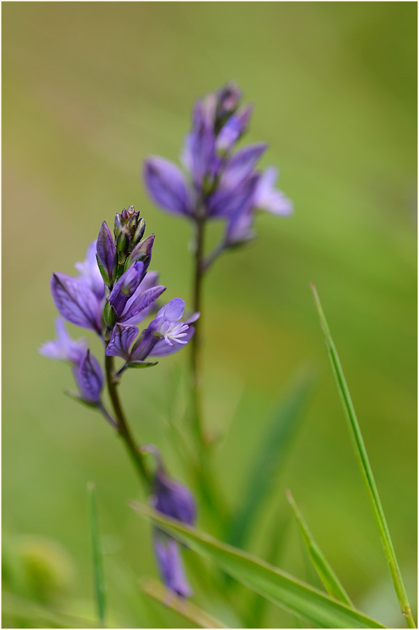 Gewöhnliche Kreuzblume (Polygala vulgaris)