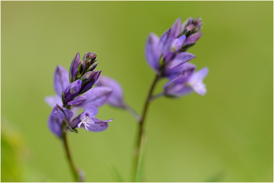 Gewöhnliche Kreuzblume (Polygala vulgaris)