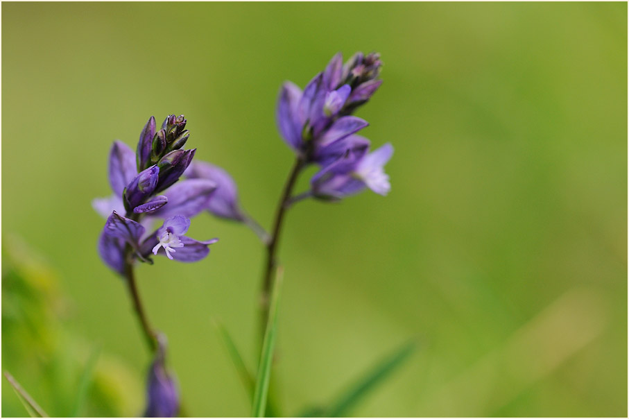 Gewöhnliche Kreuzblume (Polygala vulgaris)