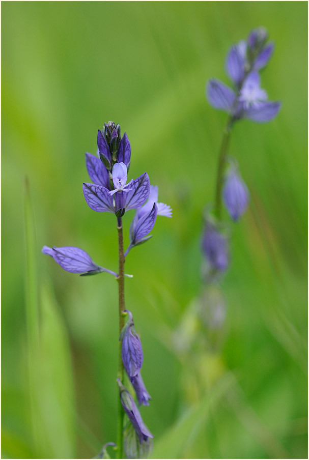 Gewöhnliche Kreuzblume (Polygala vulgaris)