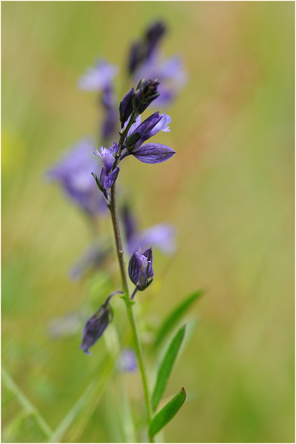 Gewöhnliche Kreuzblume (Polygala vulgaris)