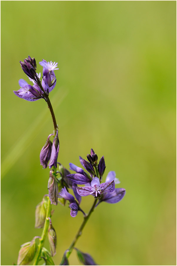 Gewöhnliche Kreuzblume (Polygala vulgaris)