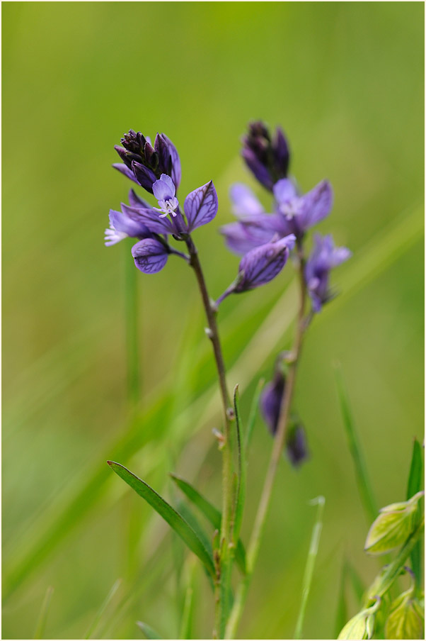 Gewöhnliche Kreuzblume (Polygala vulgaris)