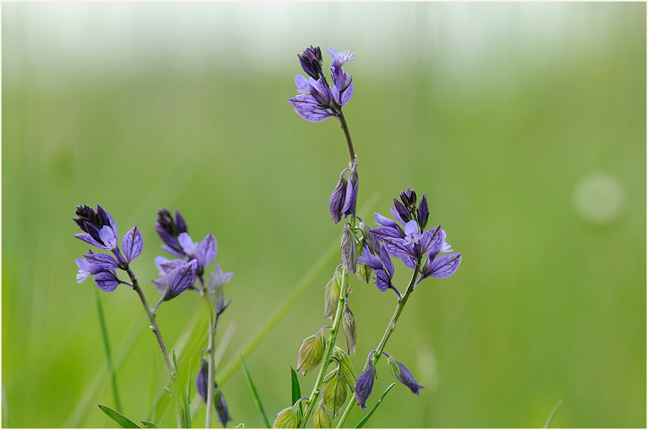 Gewöhnliche Kreuzblume (Polygala vulgaris)