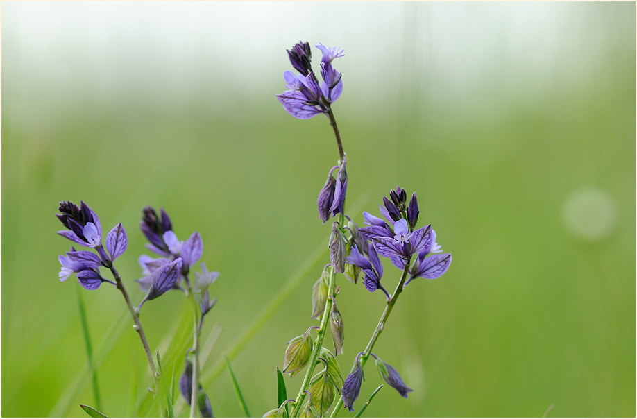 Gewöhnliche Kreuzblume (Polygala vulgaris)