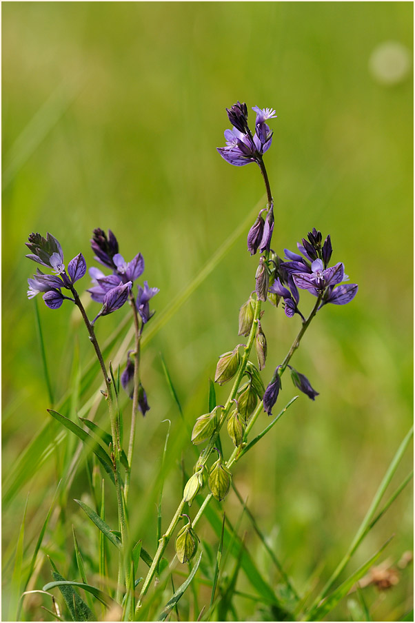 Gewöhnliche Kreuzblume (Polygala vulgaris)