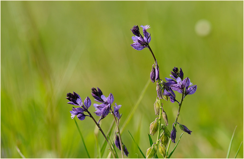 Gewöhnliche Kreuzblume (Polygala vulgaris)