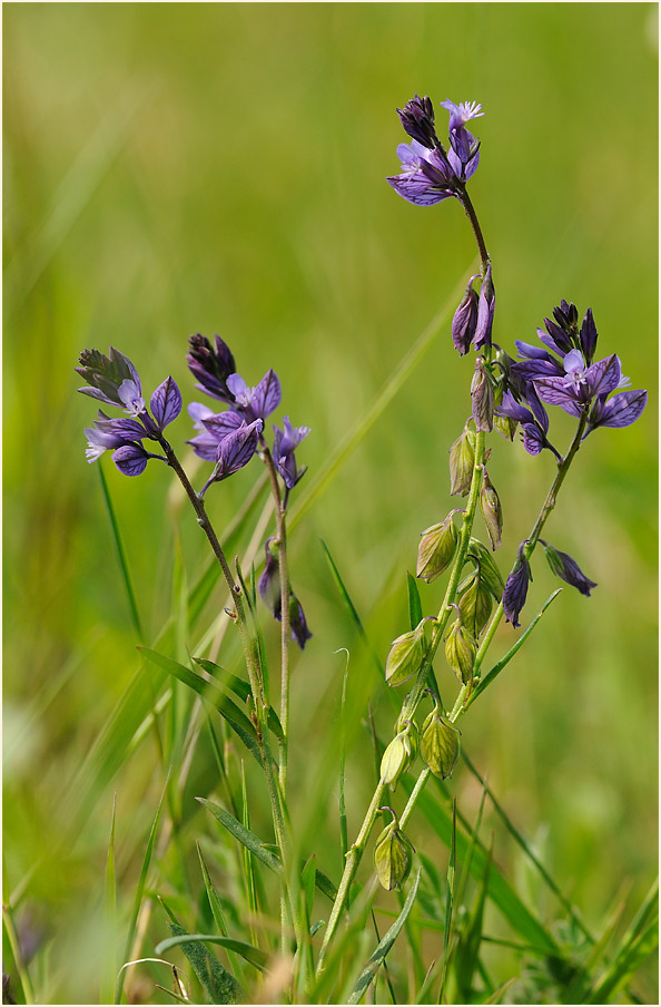 Gewöhnliche Kreuzblume (Polygala vulgaris)