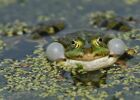 Wasserfrosch