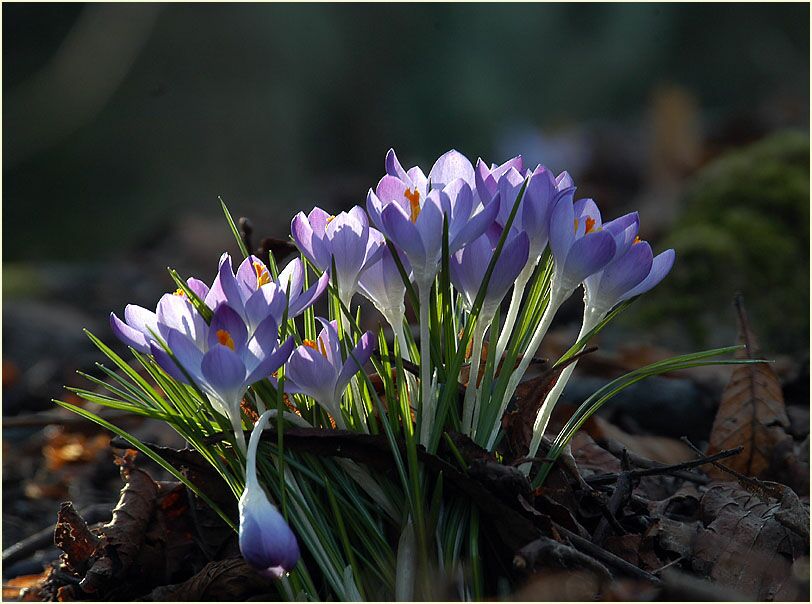 Krokus (Crocus)