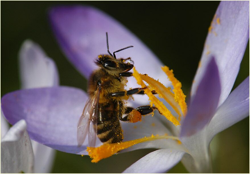 Krokus (Crocus) mit Biene