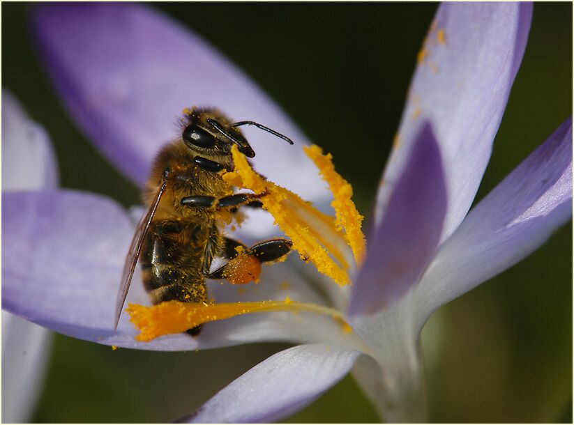 Krokus (Crocus) mit Biene