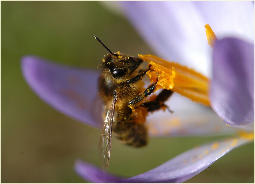 Krokus (Crocus) mit Biene