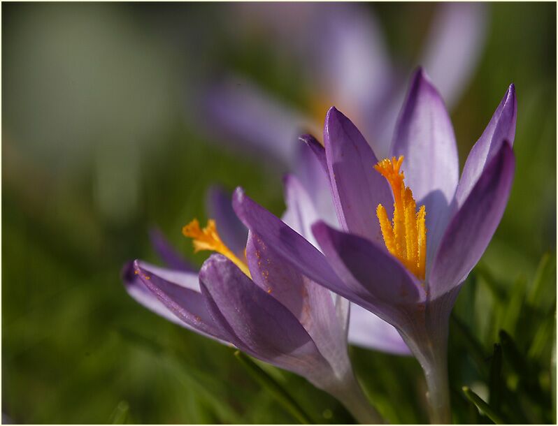 Krokus (Crocus)