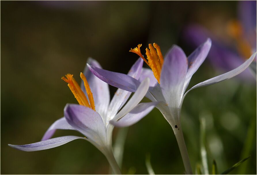 Krokus (Crocus)