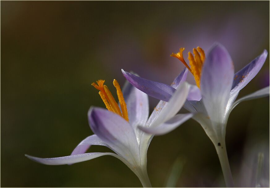 Krokus (Crocus)