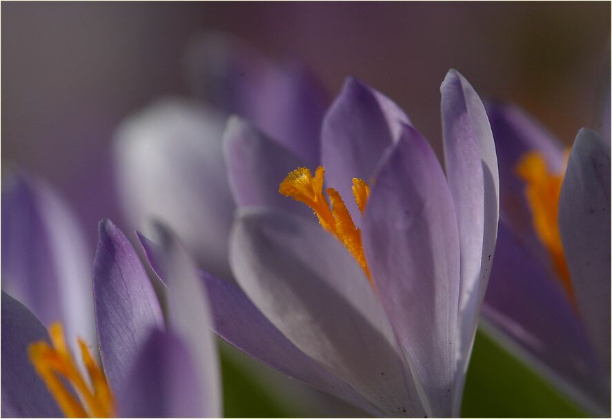 Krokus (Crocus)