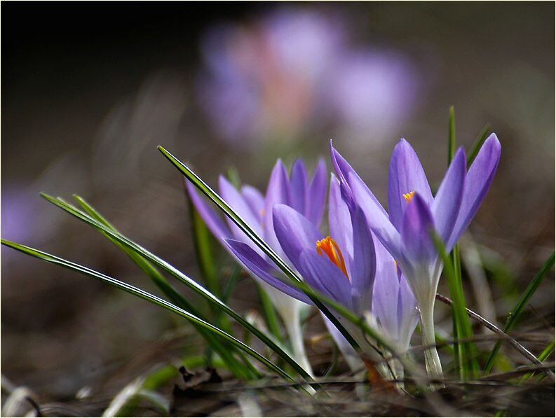 Krokus (Crocus)