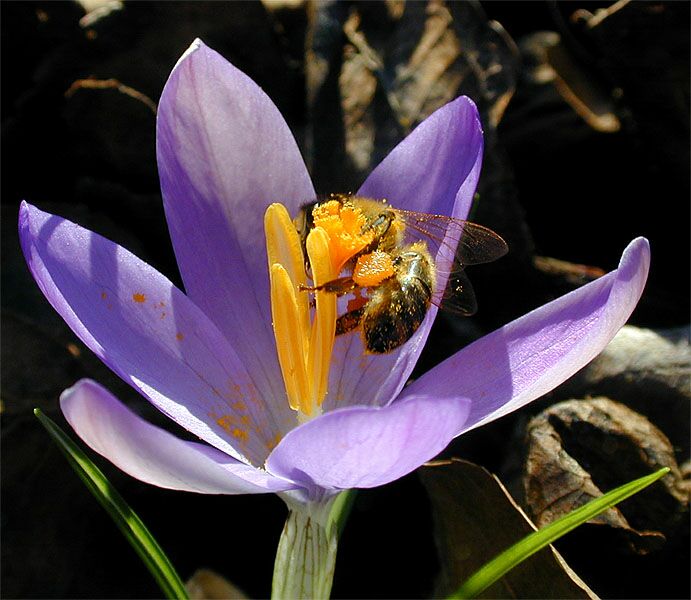 Krokus (Crocus)