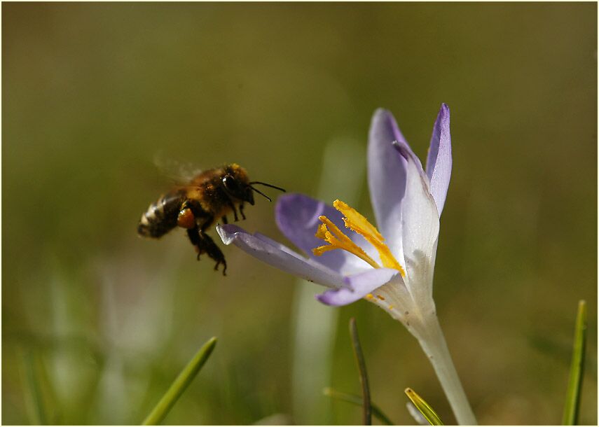 Krokus (Crocus) mit Biene