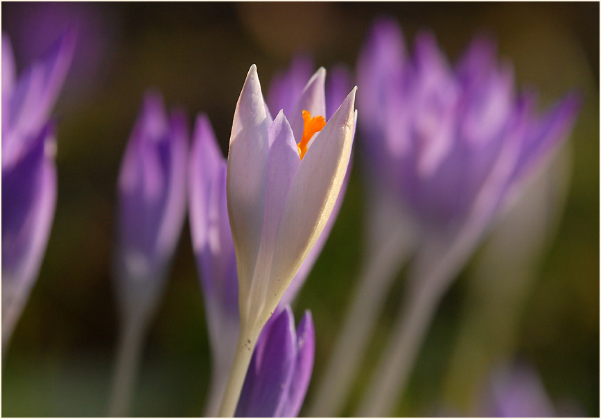 Krokus (Crocus)