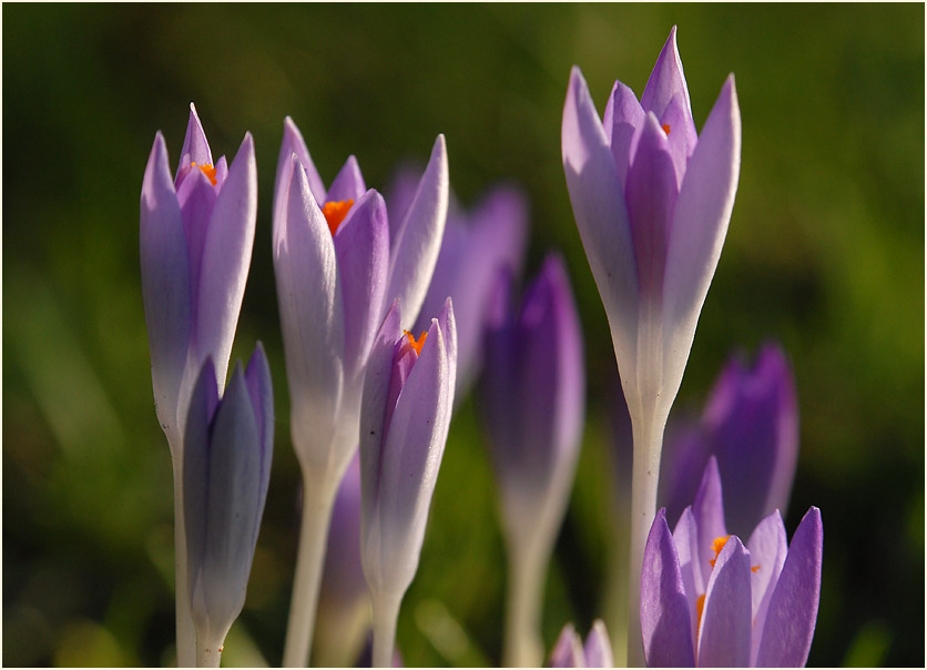 Krokus (Crocus)