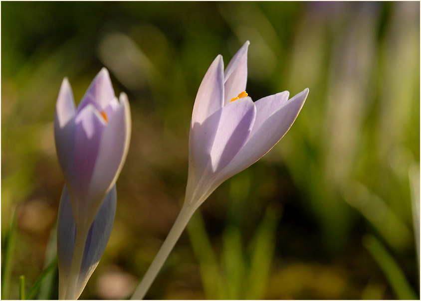 Krokus (Crocus)